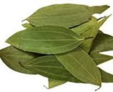 তেজপাতায় উধাও হবে মশা
