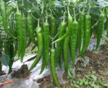 কাঁচা মরিচ ৬টি স্বাস্থ্য ঝুঁকি কমায়