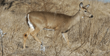can deer smell corn