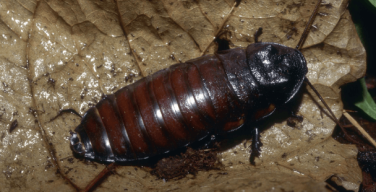 can cockroaches live in your balls