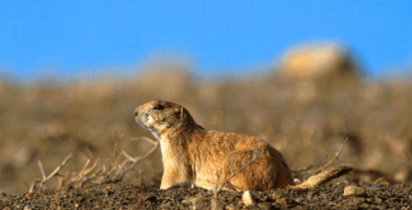 Prairie Dog